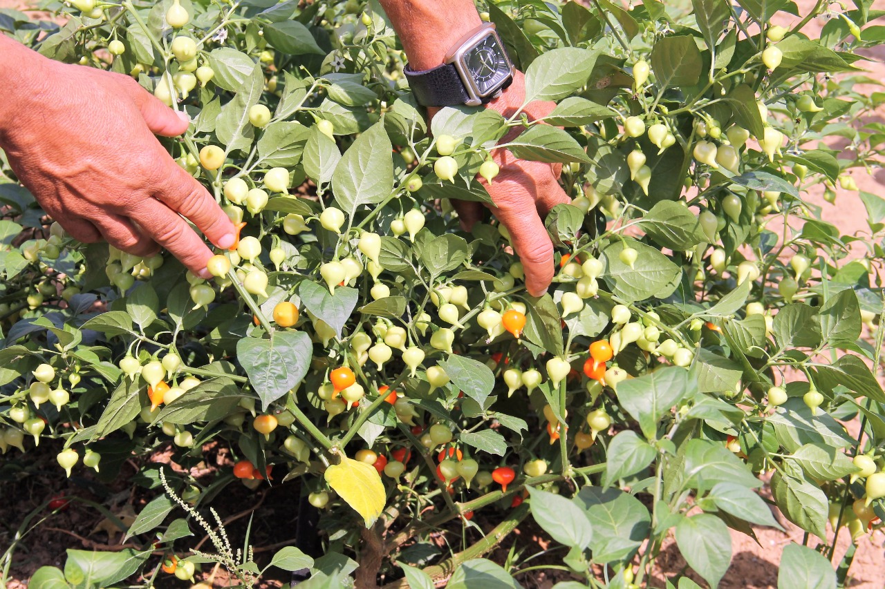 [vídeo] Agricultores retomam cultivo da pimenta biquinho no perímetro da Cohidro em Lagarto