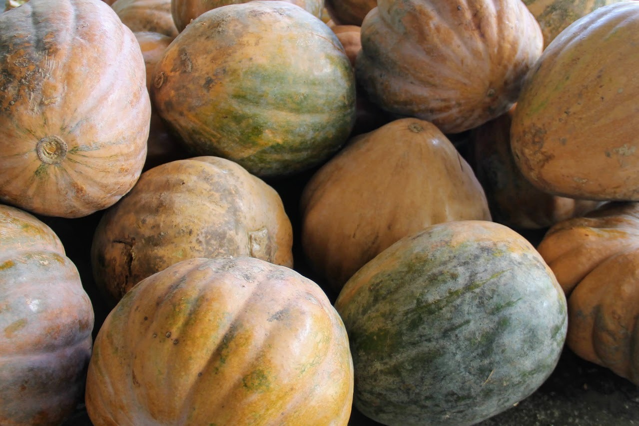 Agricultores irrigantes de Lagarto apostam em mercado promissor da abóbora