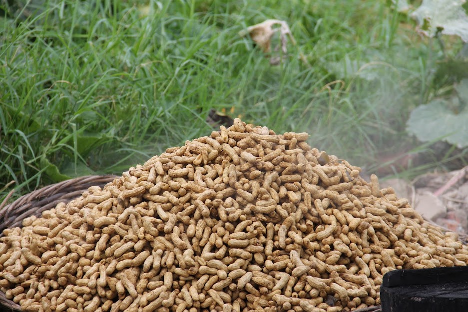 Produção do amendoim irrigado deve ser impulsionada por flexibilização do isolamento social em Lagarto