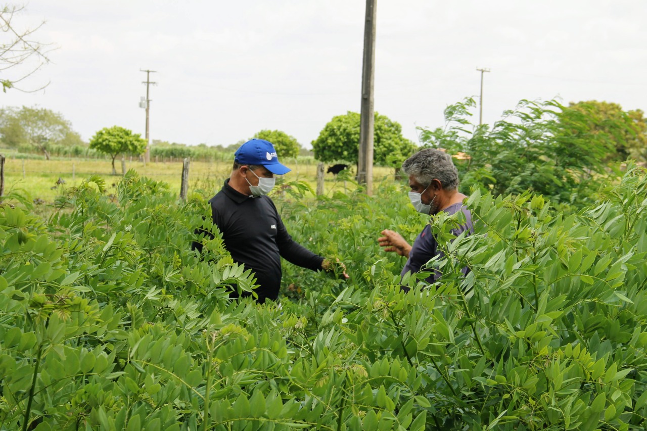 Assistência técnica e irrigação pública auxiliam redução de custos na pecuária em Tobias Barreto