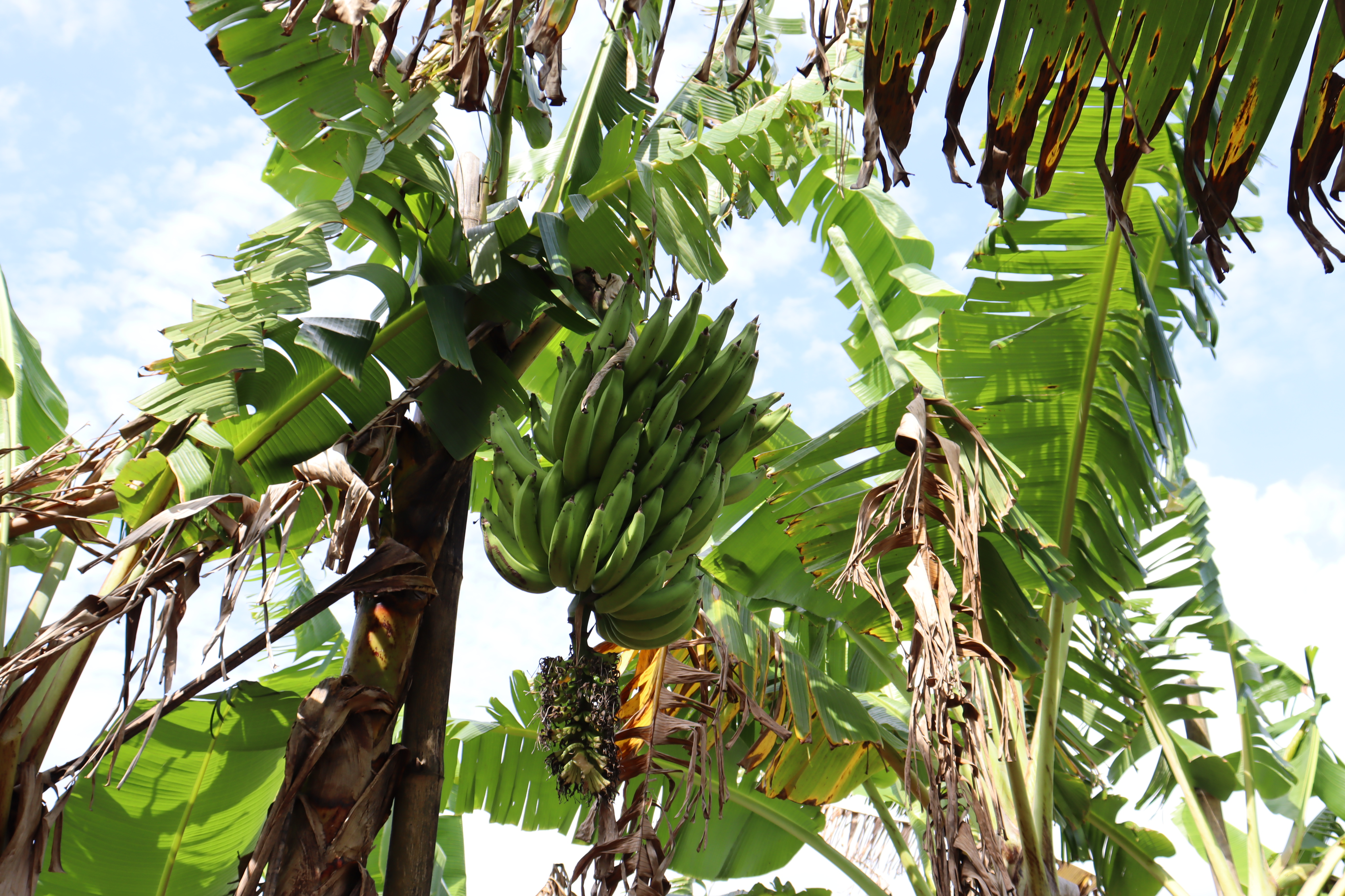 Banana-da-terra surge como cultivo viável na irrigação pública em Riachuelo