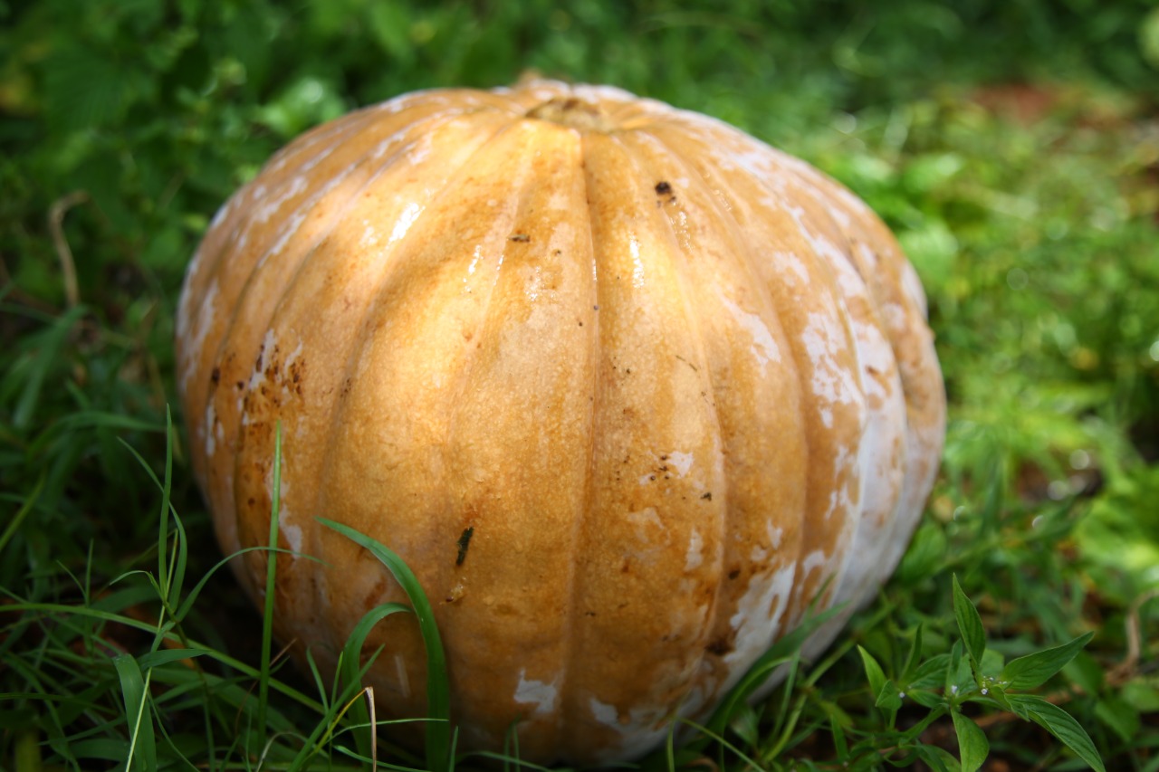 [vídeo] Cohidro garante água e agricultor aposta no bom preço da abóbora no Alto Sertão