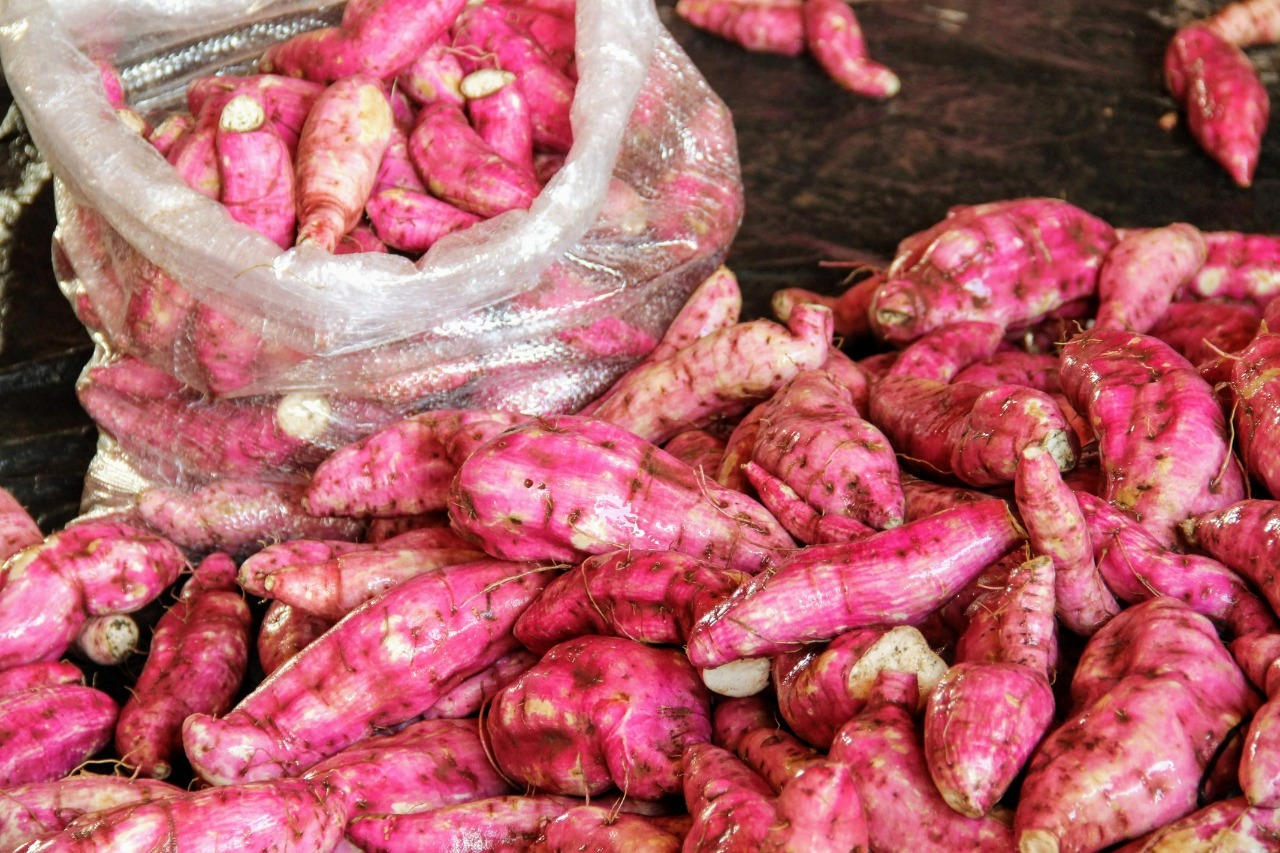 Produção da irrigação pública estadual cresce 60% e recebe investimentos do Pró-Campo