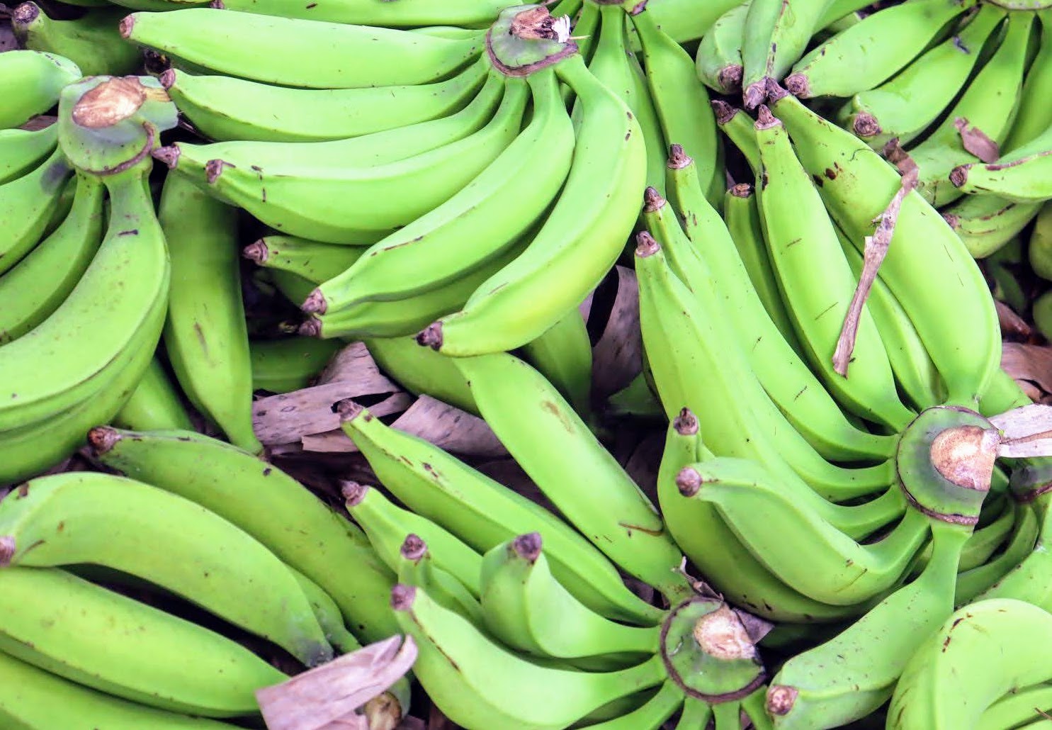 Irrigação Pública Estadual influencia maioria dos itens da cesta básica de Aracaju