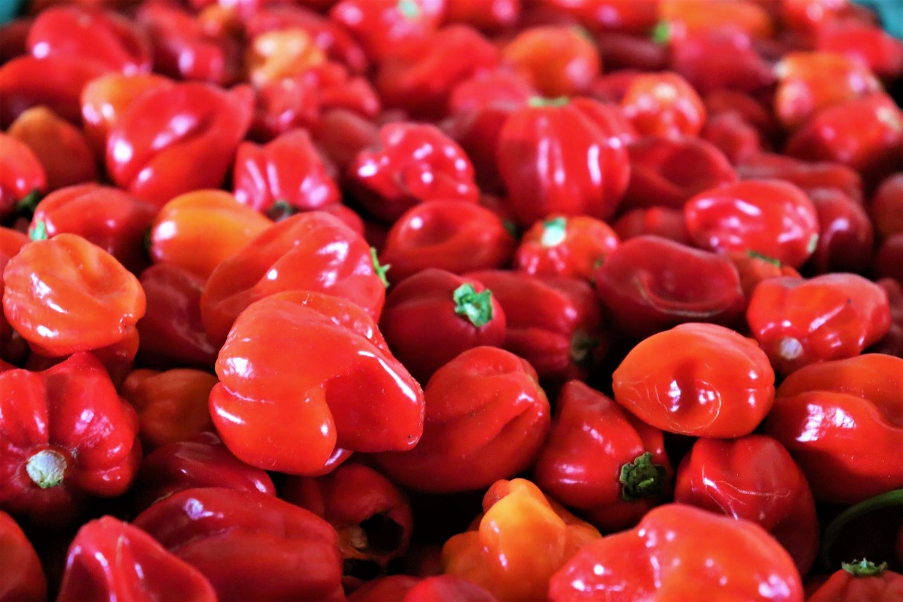 Cresce demanda por pimenta habanero e anima agricultores irrigantes de Lagarto