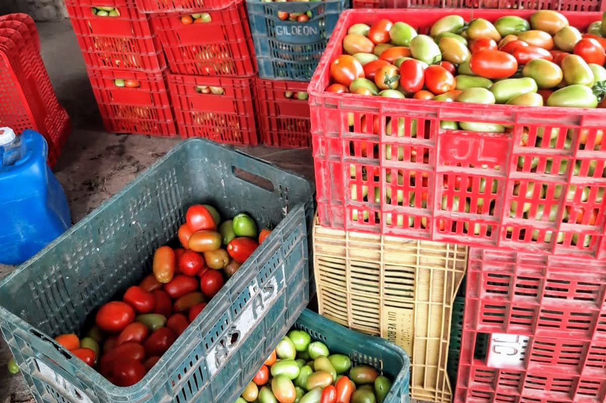 Perímetro irrigado de Lagarto dobra produção de tomate gerando renda aos agricultores