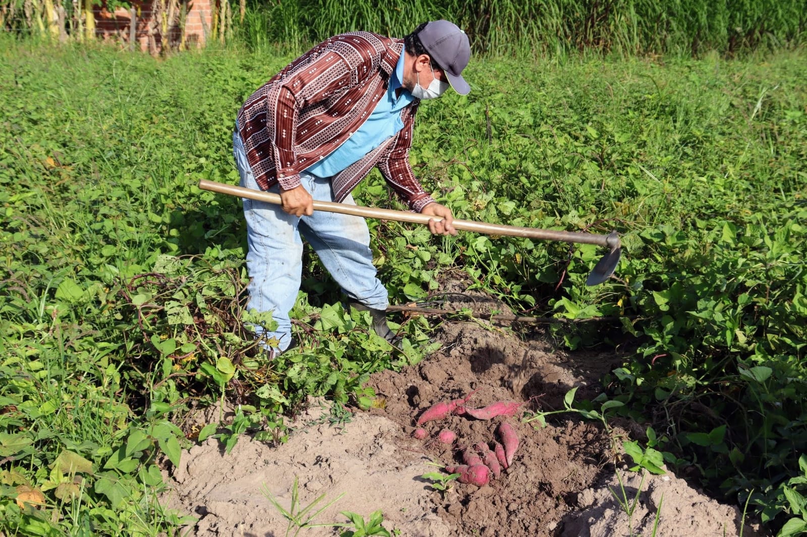 Irrigantes dos perímetros estaduais dobram produção de batata-doce atendendo mercado exigente