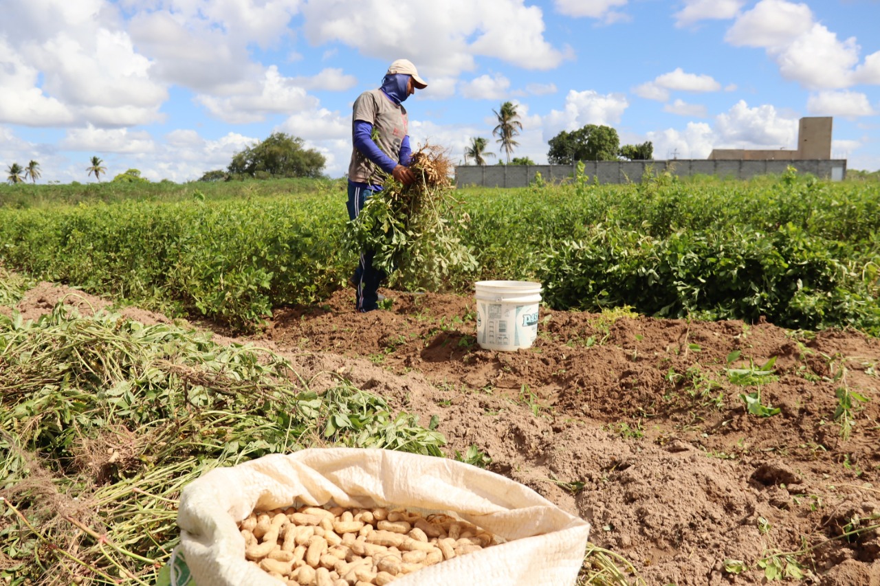 Cresce a produção do amendoim em perímetros irrigados em Sergipe