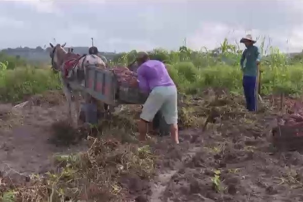 [vídeo] Batata-doce foi o produto mais colhido, na soma da produção anual nos perímetros irrigados estaduais