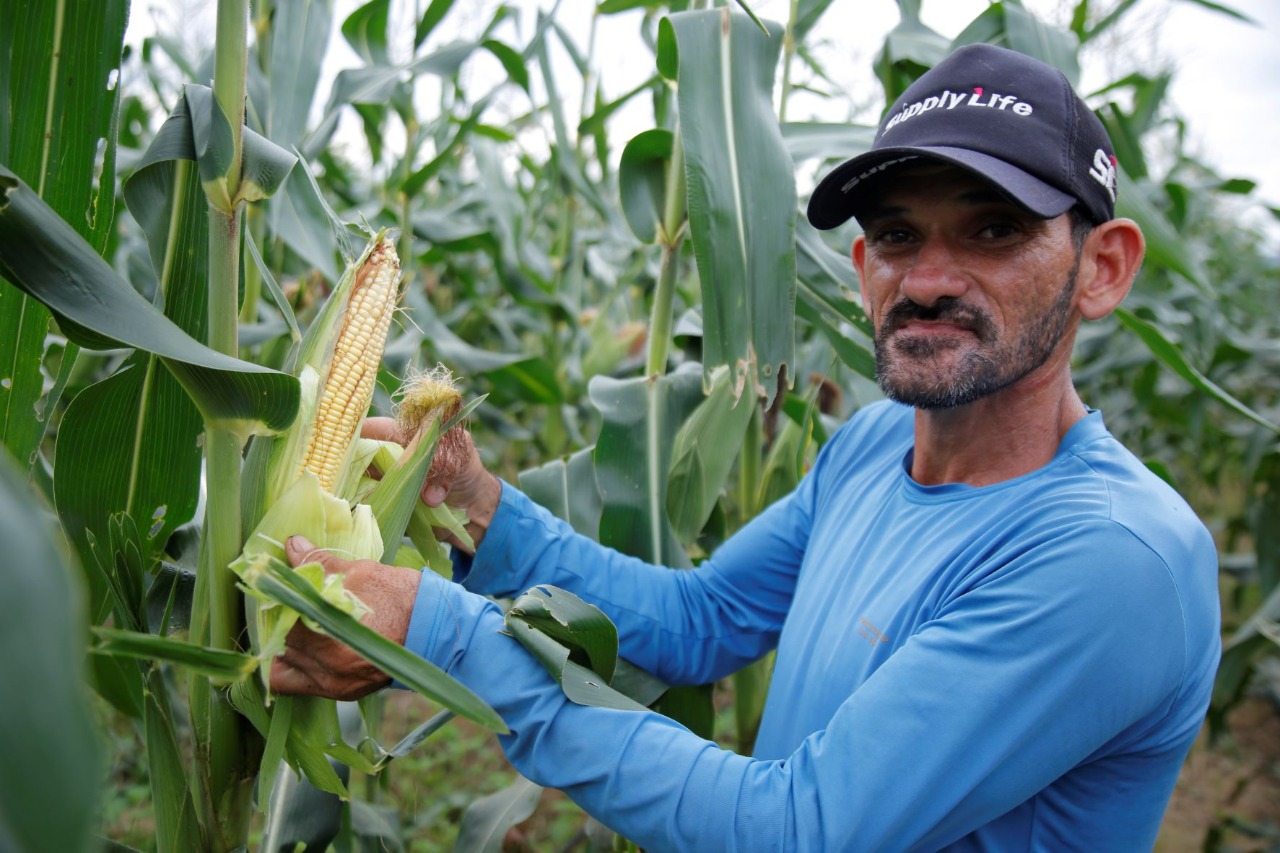 Agricultores devem colher 2,8 milhões de espigas de milho verde irrigado no período junino