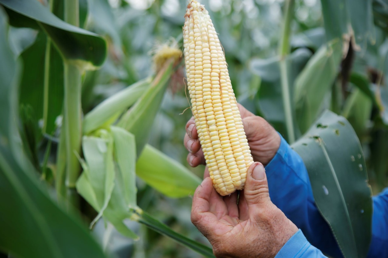 [Vídeo] Perímetro irrigado de Lagarto vai ter muito milho verde para as festas juninas