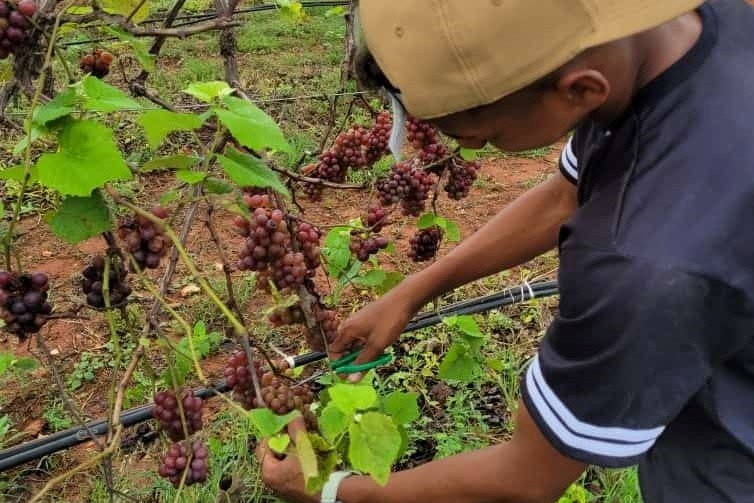 Ensino fundamental de Alagoas vem a Sergipe aprender sobre a vida no campo em perímetro da Cohidro