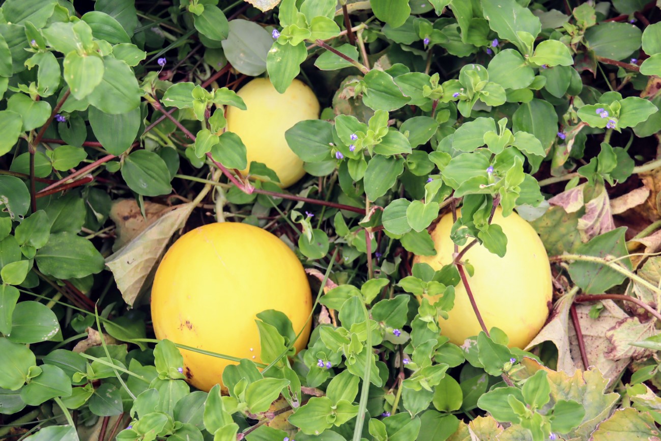 [vídeo] AgroSE mostrou cultivo de melão em pleno inverno inverno do Alto Sertão Sergipano