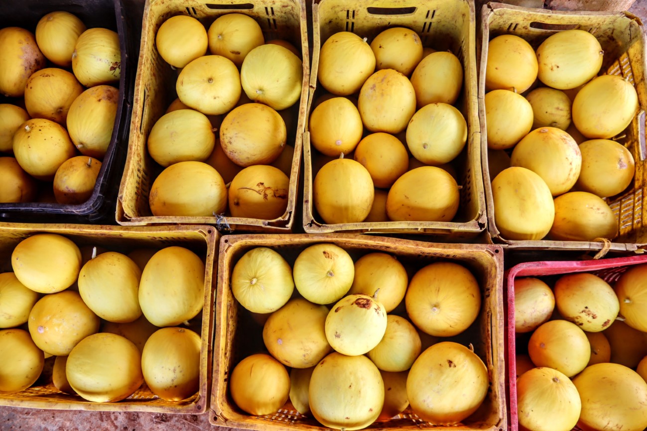 [vídeo] Melão de alta produtividade é cultivado no perímetro Califórnia