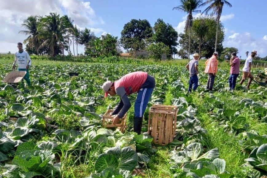 Inverno facilita plantio e gera lucro para quem cultiva repolho em Lagarto