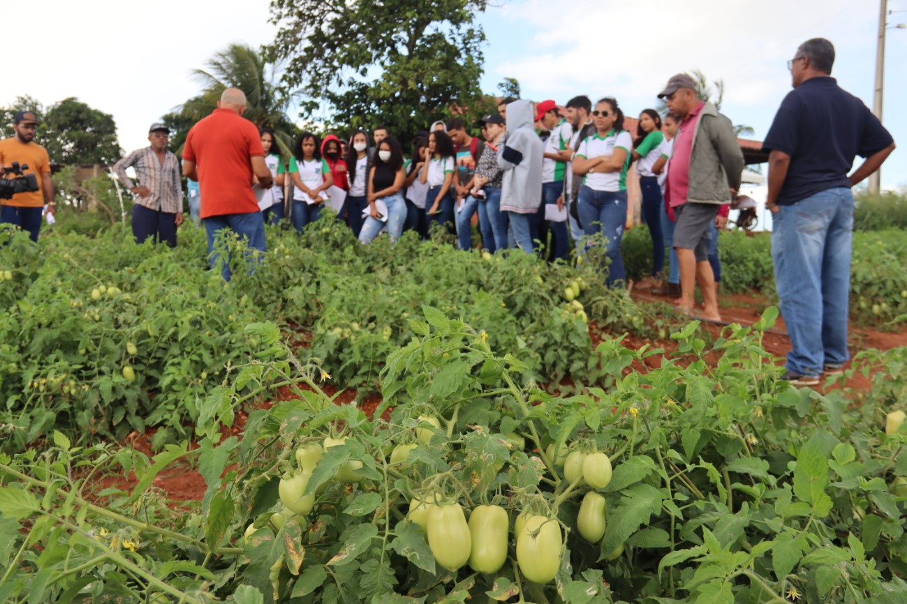 Agricultor assistido pelo Estado demonstra sucesso com tomate em perímetro irrigado