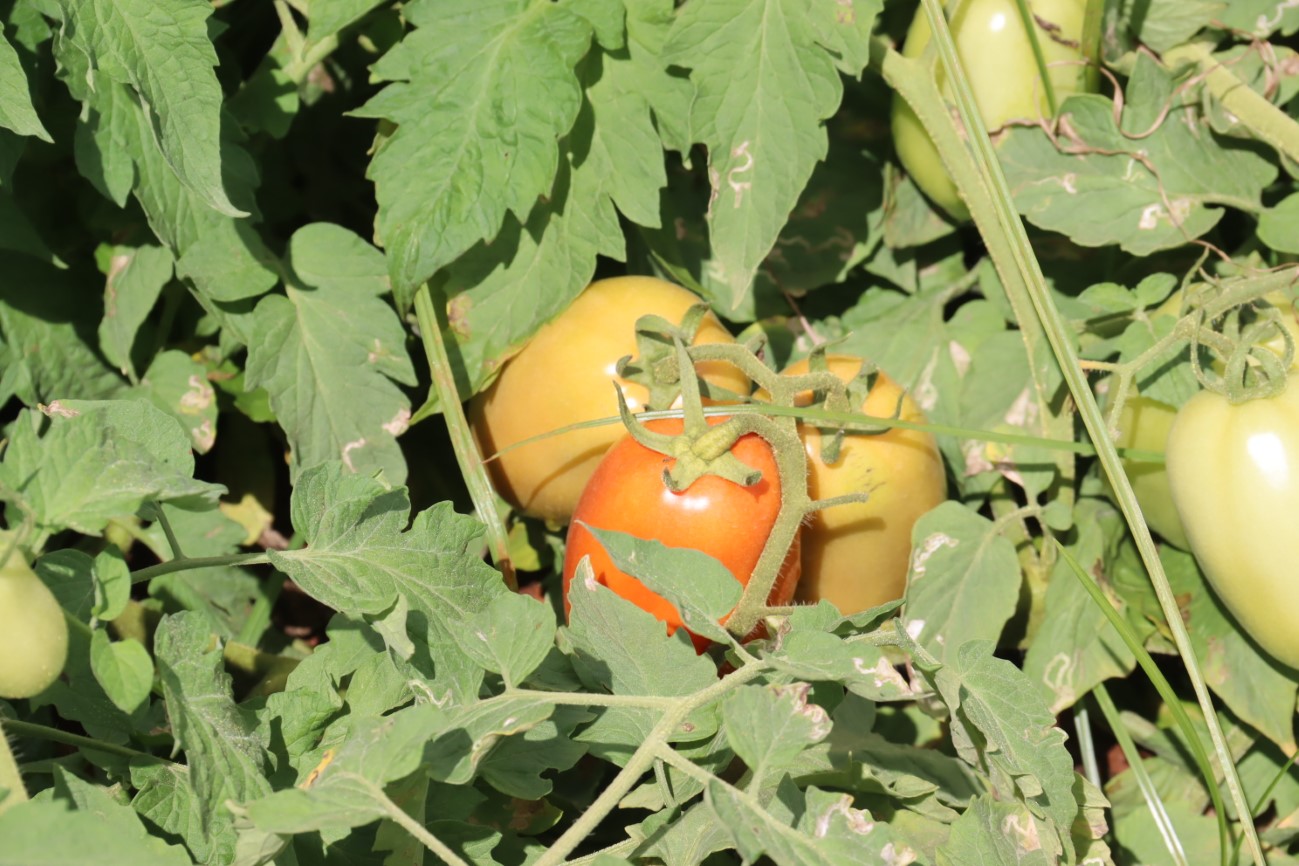 [vídeo] Dia de Campo de produção de tomate de alto rendimento em perímetro de Canindé