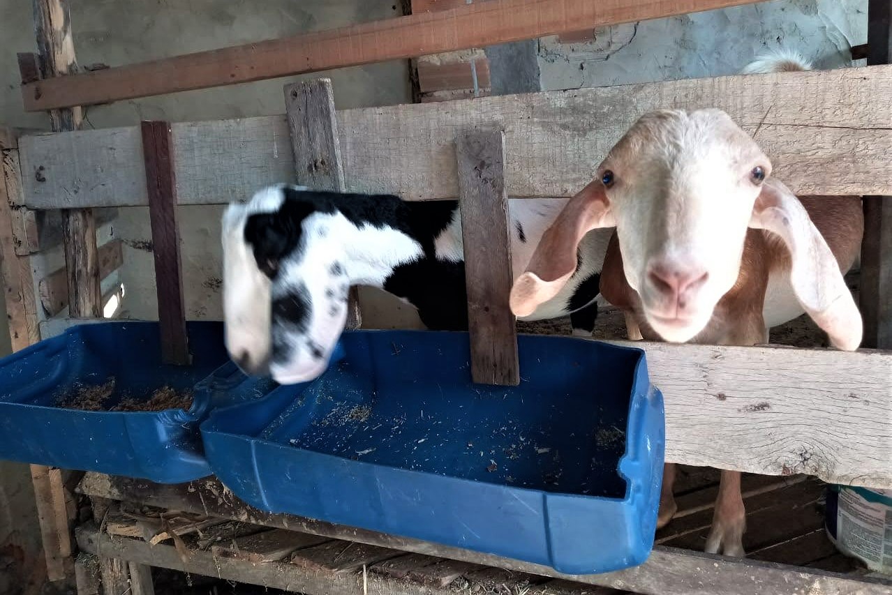 [vídeo] Com capim capiaçu irrigado e outros restos culturais, irrigante mantem rebanhos de leite e corte