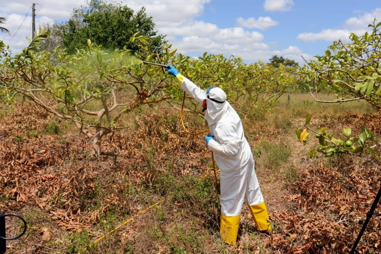[vídeo] Calda sulfocálcica é alternativa viável no tratamento de pomares em perímetro do Alto Sertão