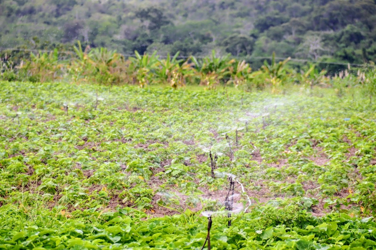 Irrigação pública estadual produz 132.601 toneladas de alimentos em 2022