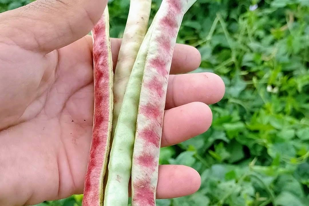 Feijão-de-corda irrigado gera renda e adubo nitrogenado em perímetro estadual