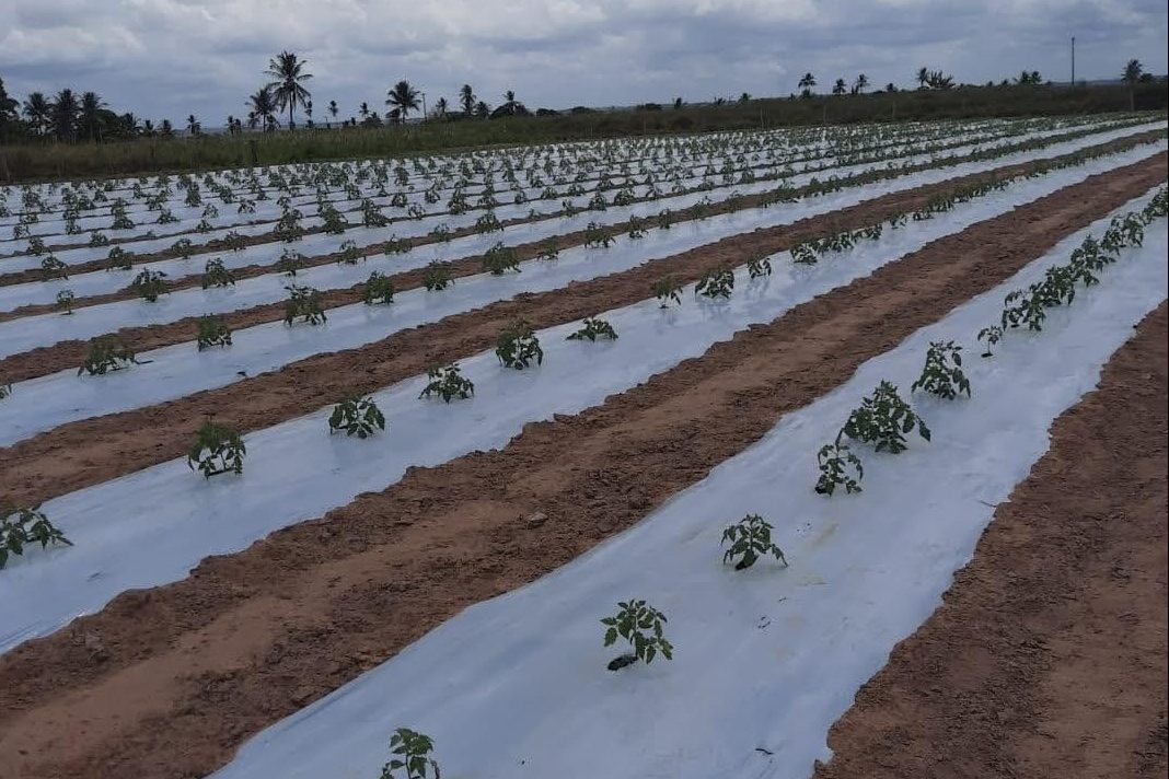 [Vídeo] Plantio de tomate no perímetro de Lagarto usa tecnologia que agrega valor à produção