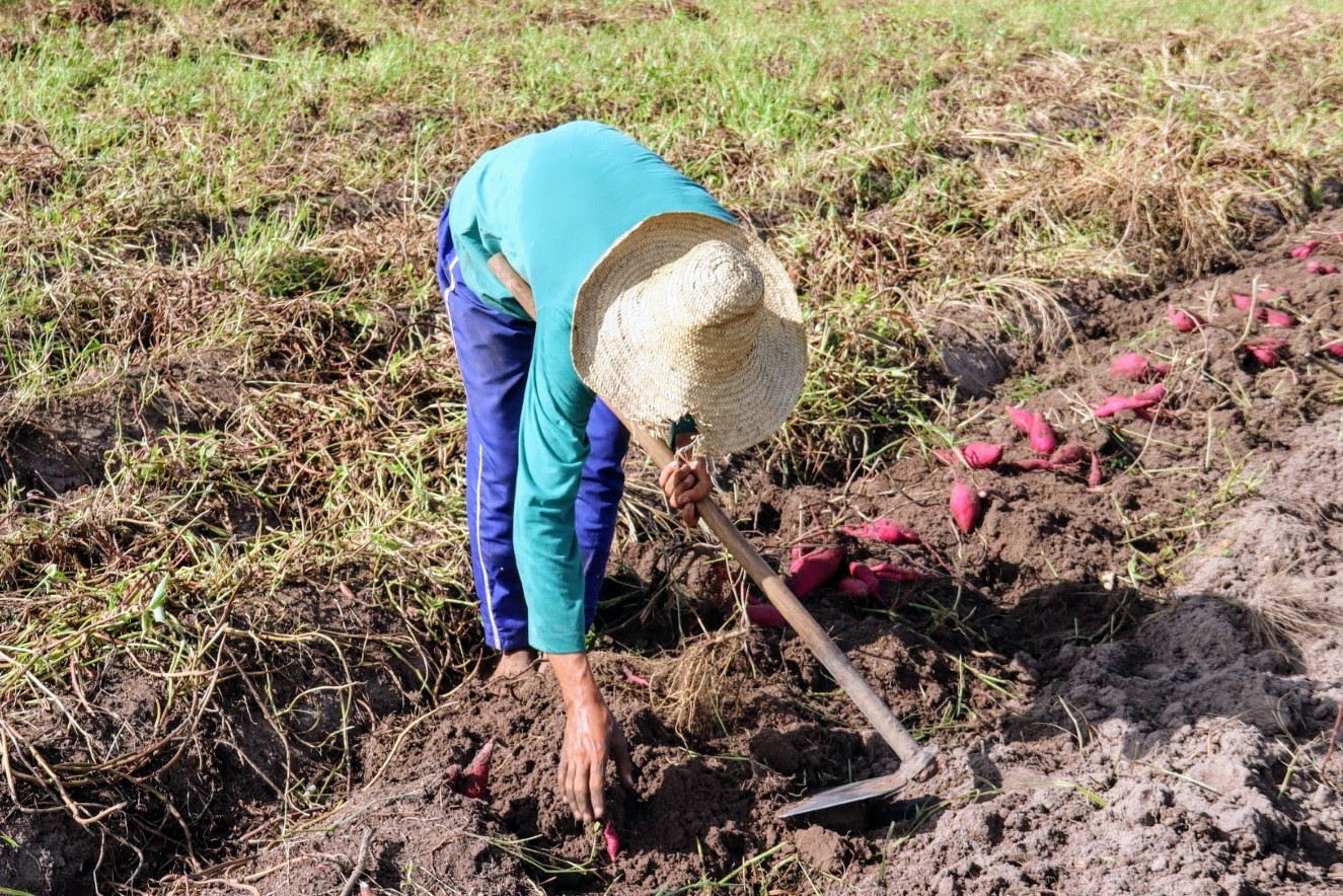 [vídeo] Produtores do perímetro de Lagarto retomam cultivo da batata-doce