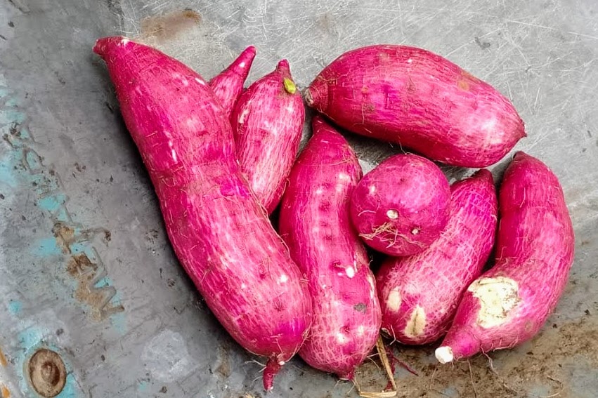 Batata-doce é o cultivo preferido dos produtores do perímetro irrigado em Lagarto