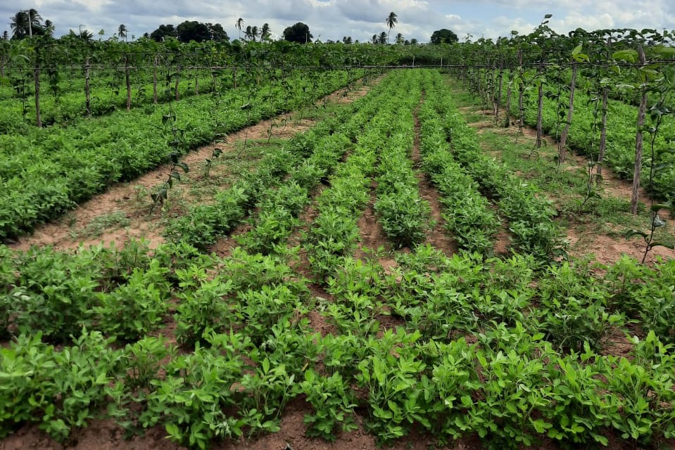 [Vídeo] Plantio consorciado de maracujá com amendoim no perímetro Piauí