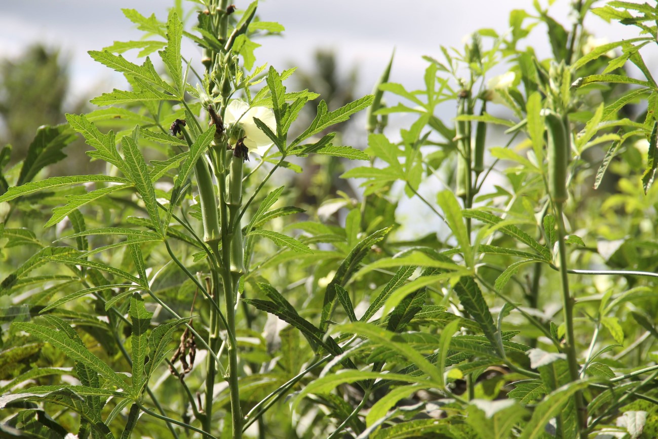 Produção de quiabo em Canindé cresce 20% no 1º trimestre do ano alavancada pela irrigação estadual