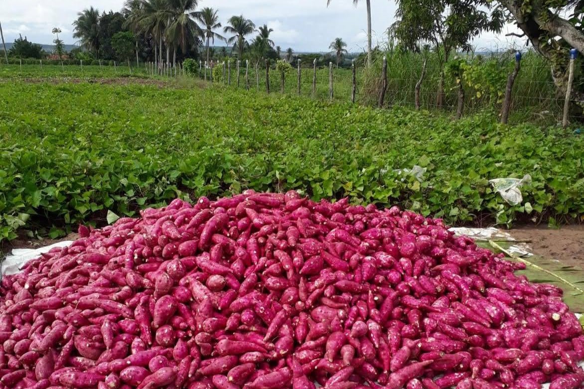 [vídeo] Batata-doce no perímetro irrigado estadual de Lagarto no Balanço Geral