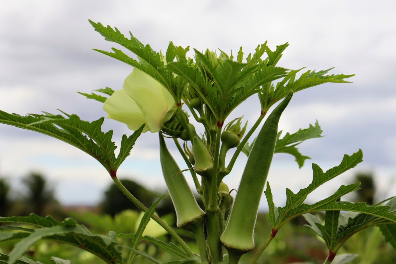 Irrigantes do perímetro estadual em Canindé poderão produzir sementes para marca de insumos agrícolas nacional