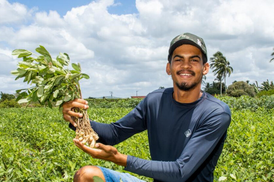 Perímetros irrigados apresentam expressiva produção de amendoim para o período junino