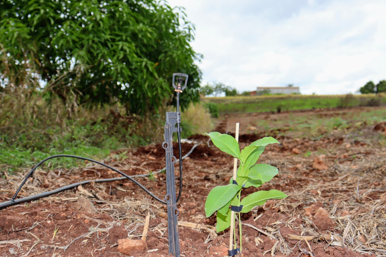 Convênio entre governos federal e estadual leva incentivo e inovação ao perímetro irrigado de Canindé