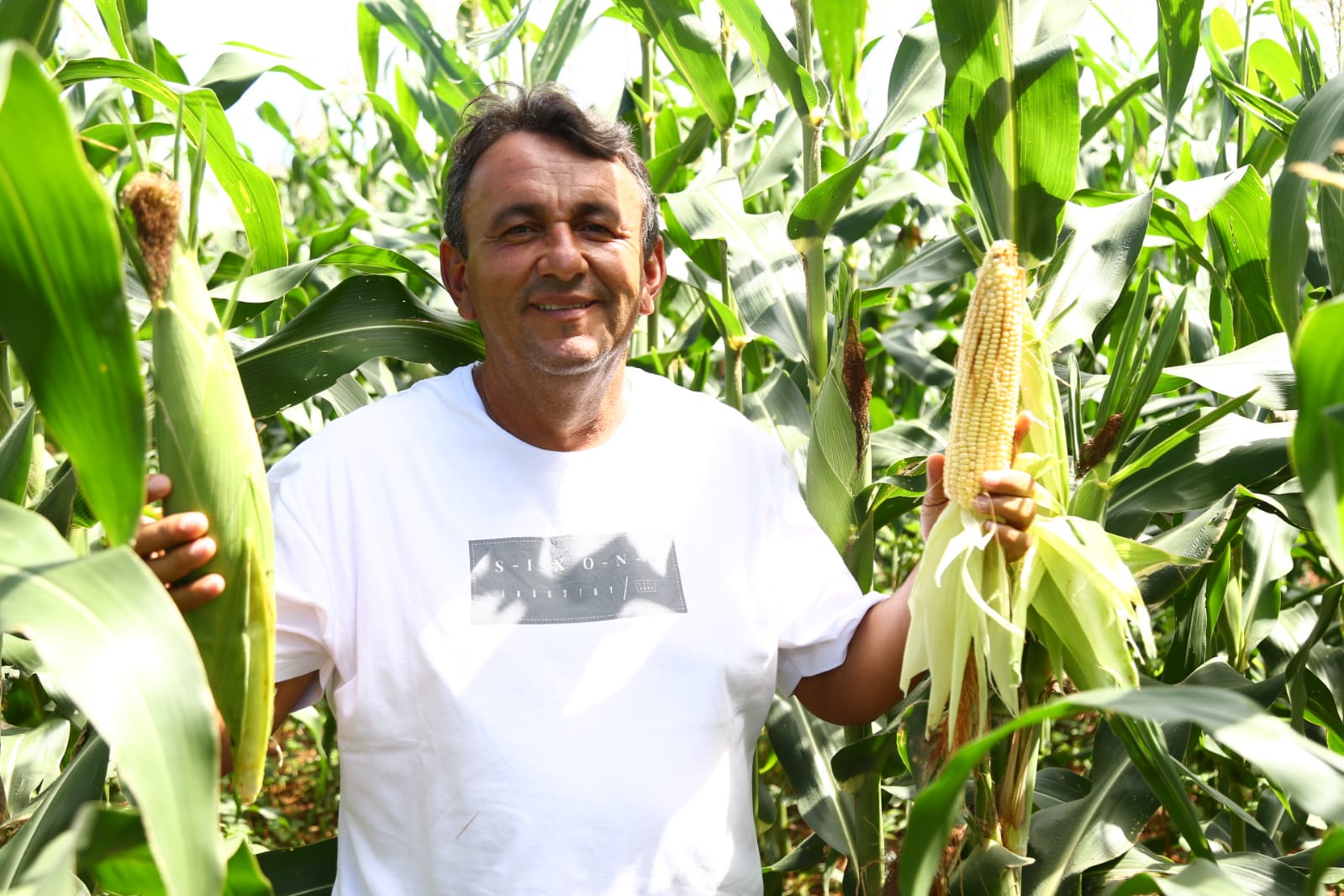 Agricultores dos perímetros irrigados devem colher quatro milhões de espigas de milho verde no período junino
