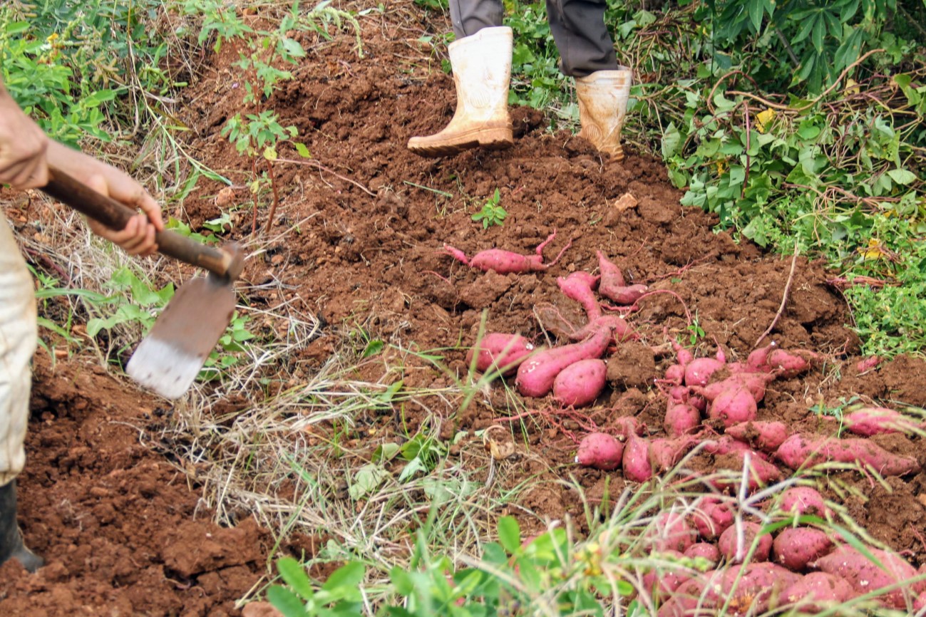 Batata-doce é alternativa de renda para agricultores atendidos por irrigação do Governo do Estado