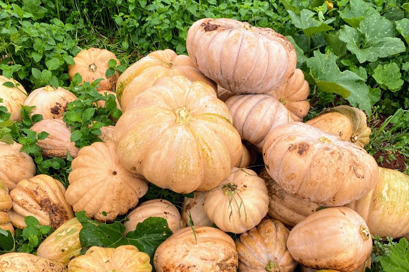 Irrigação do Governo do Estado no alto sertão garante colheita da ‘Abóbora sergipana’