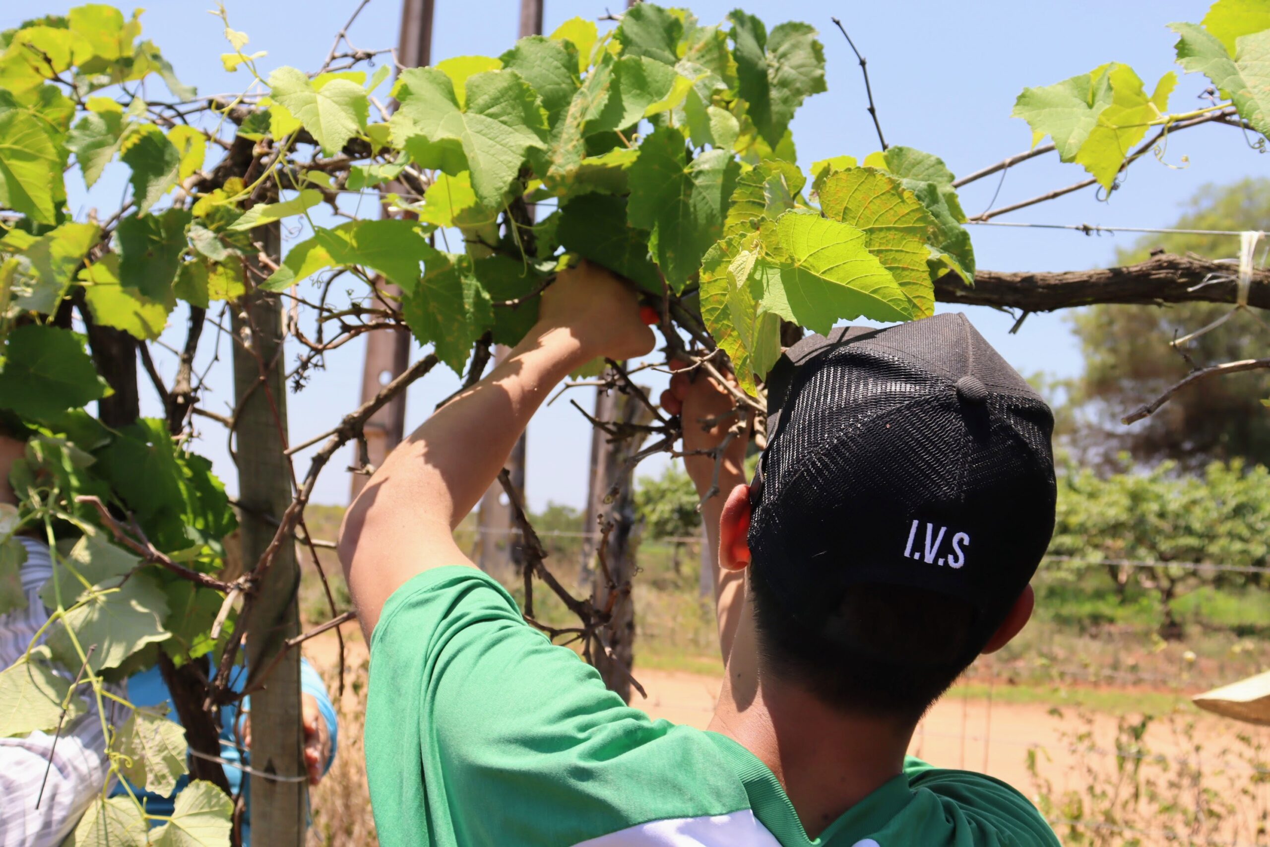 Aula prática com culturas de uva e limão do Perímetro Irrigado Califórnia proporciona aprendizado a alunos do ensino profissionalizante