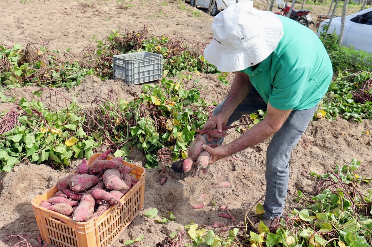 Produção de batata-doce nos perímetros irrigados estaduais em 2023 já superou todo o ano de 2022