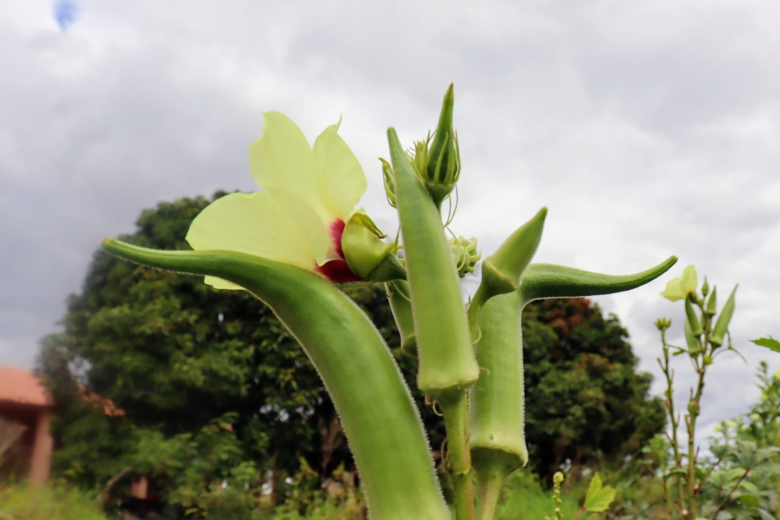 Produção de quiabo é a principal atividade do perímetro irrigado estadual de Canindé