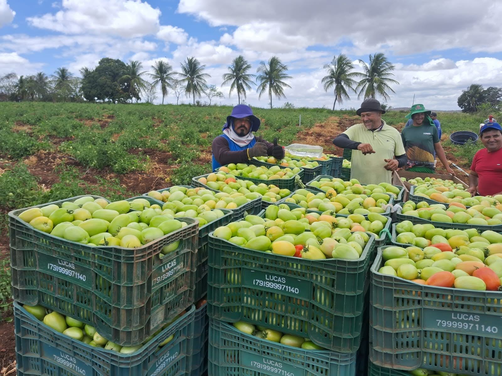 Tomaticultura na irrigação estadual do sertão cresceu 84% de janeiro a setembro