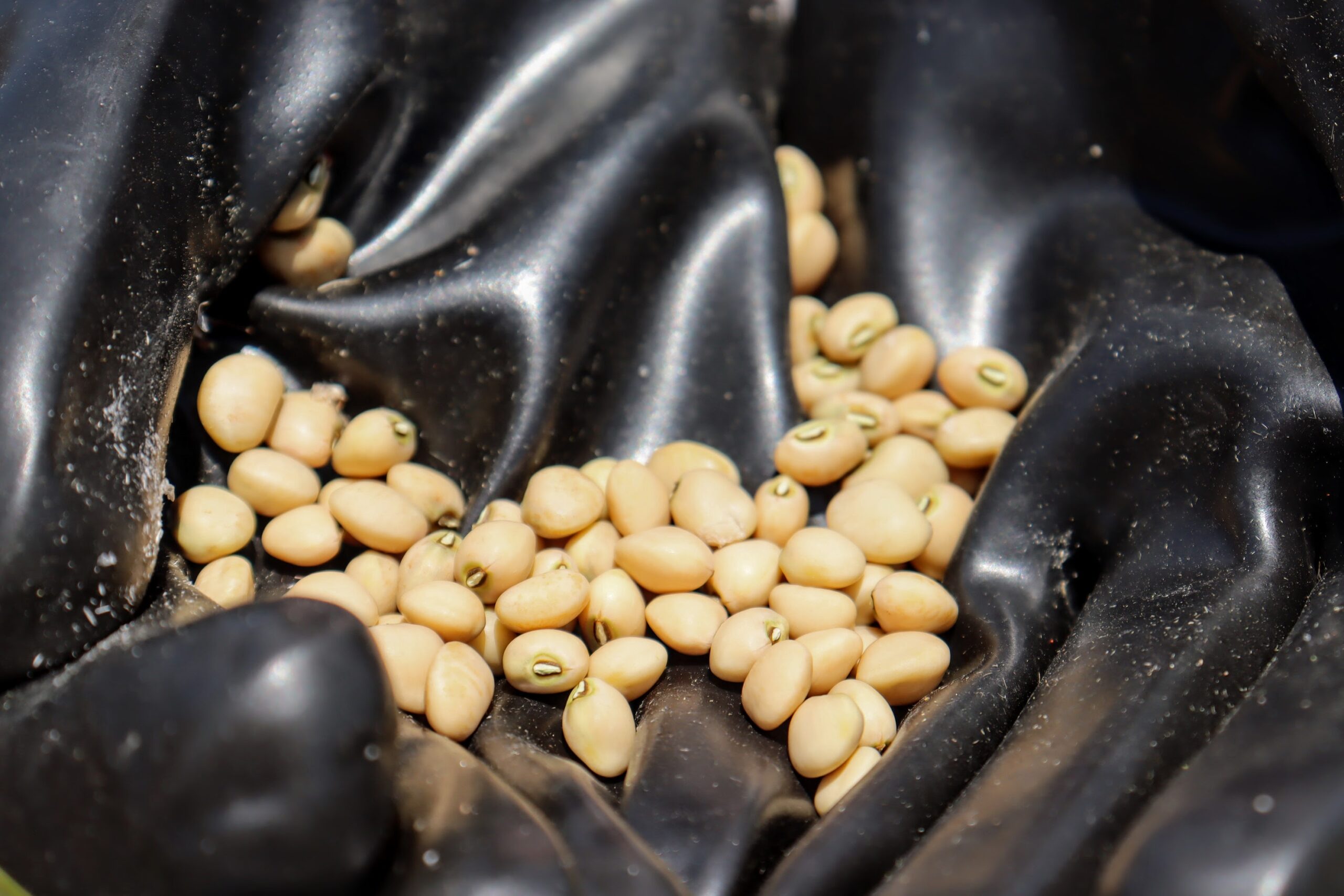 Oferta de feijão-de-corda nos perímetros irrigados estaduais aumentou 41% nos nove primeiros meses de 2023