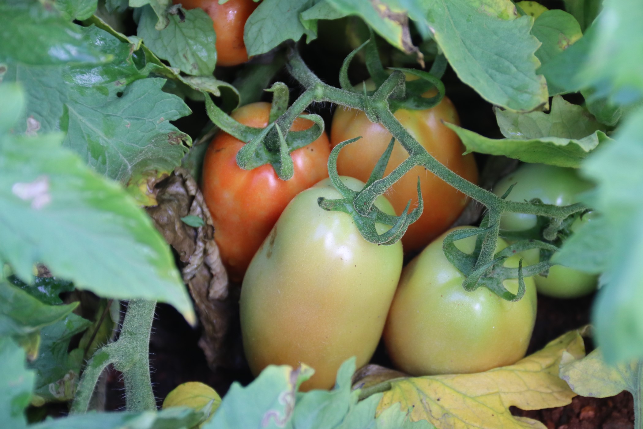 Tomaticultura na irrigação estadual do sertão cresceu 84% de janeiro a setembro