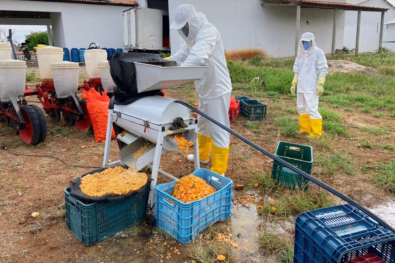 Sementes produzidas na irrigação pública de Canindé começam a ser beneficiadas