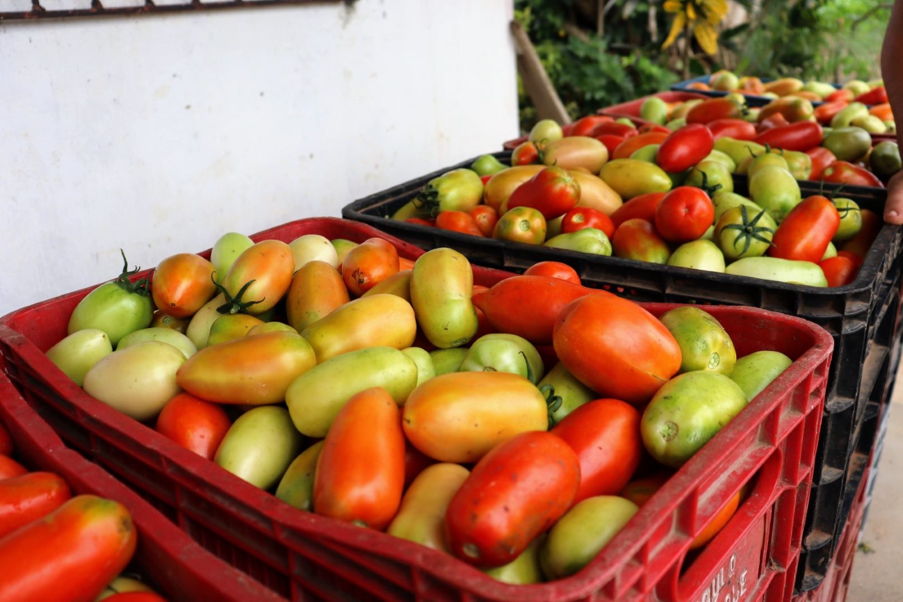 Produção de tomate irrigado aumentou 160% em perímetros de Sergipe