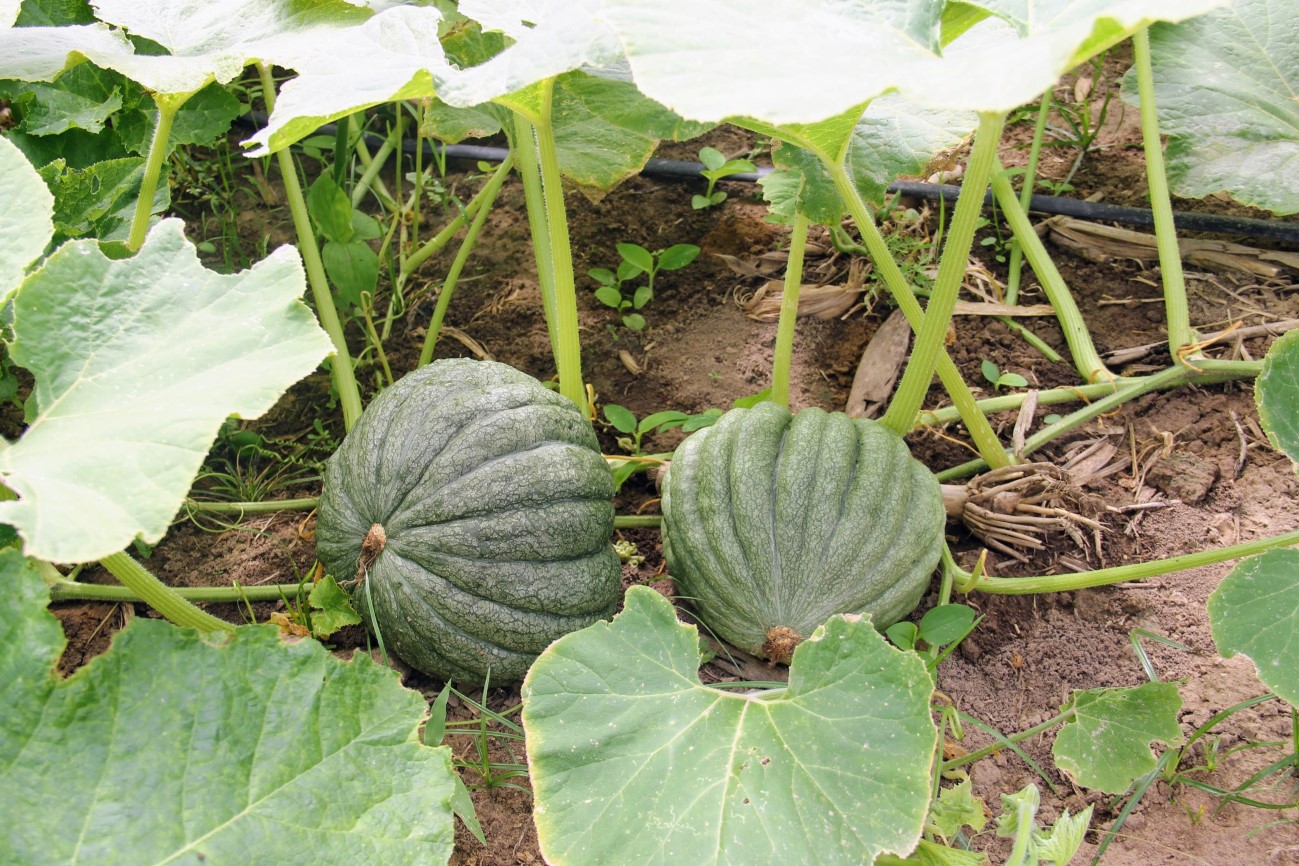 Abóbora cultivada em perímetros irrigados do Governo do Estado aumenta produção em Lagarto e abastece indústria de sementes em Canindé