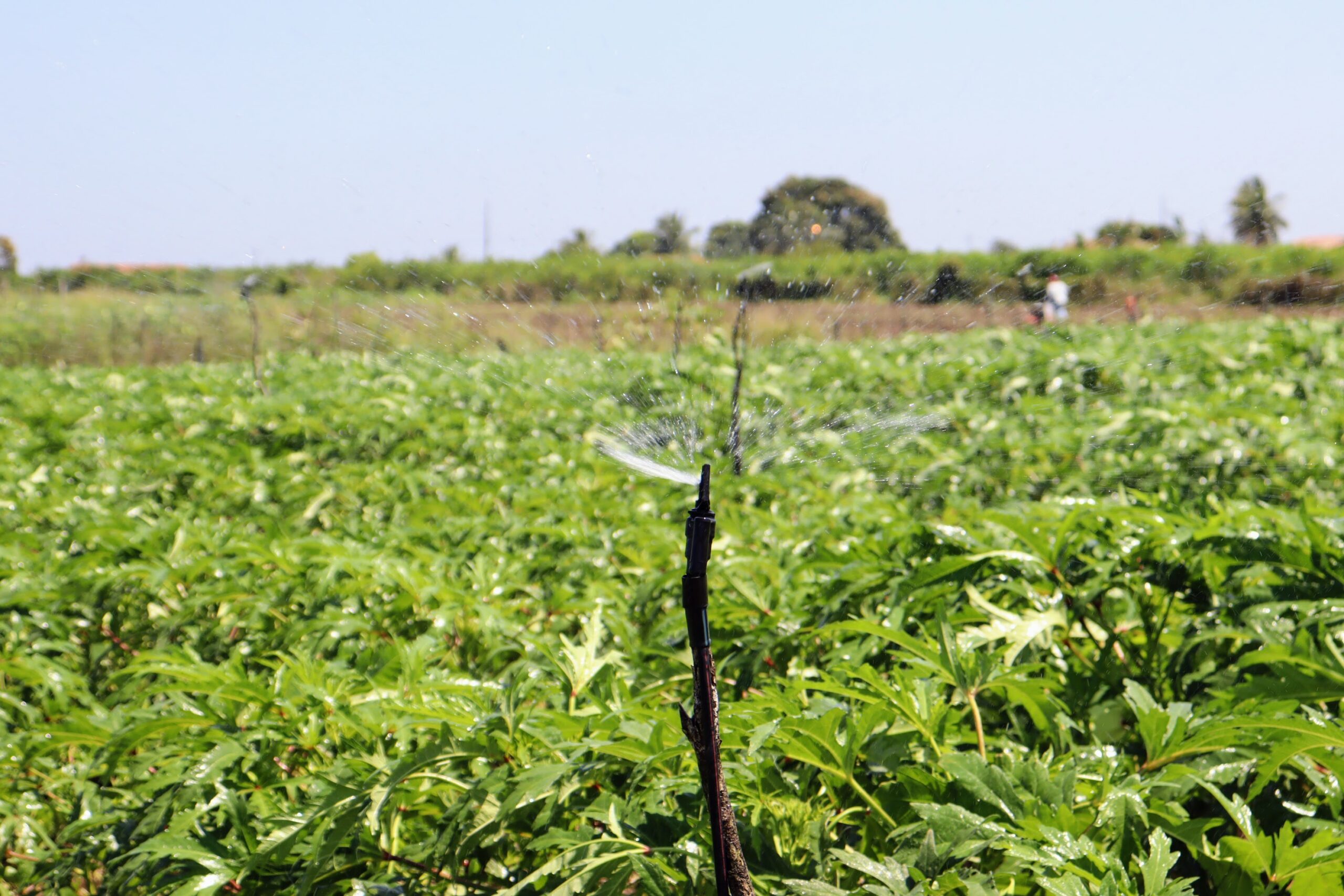 Perímetros irrigados do Governo de Sergipe geram polos de desenvolvimento agrário no estado