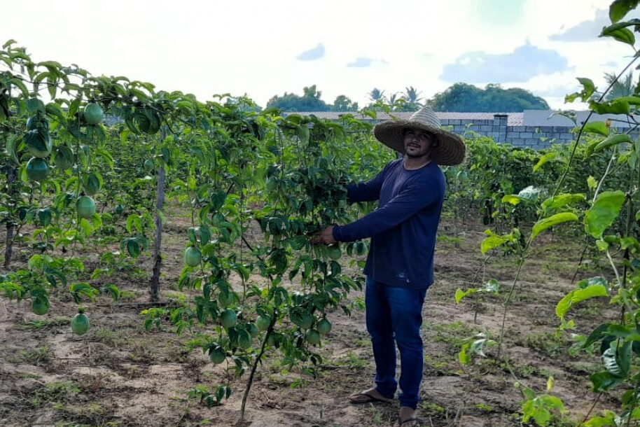 Técnicos do Governo do Estado combatem doença provocada por fungos em pomares irrigados em Lagarto