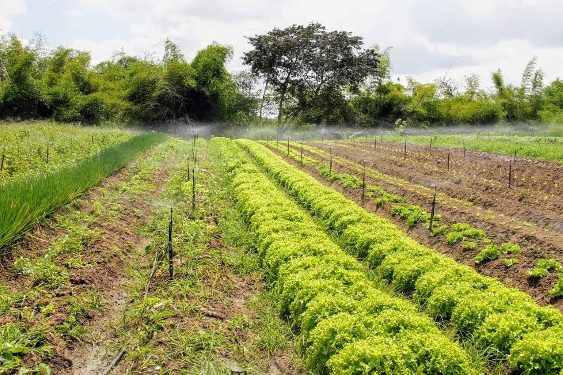 Coderse comemora 41 anos de serviços e desenvolvimento do meio rural sergipano