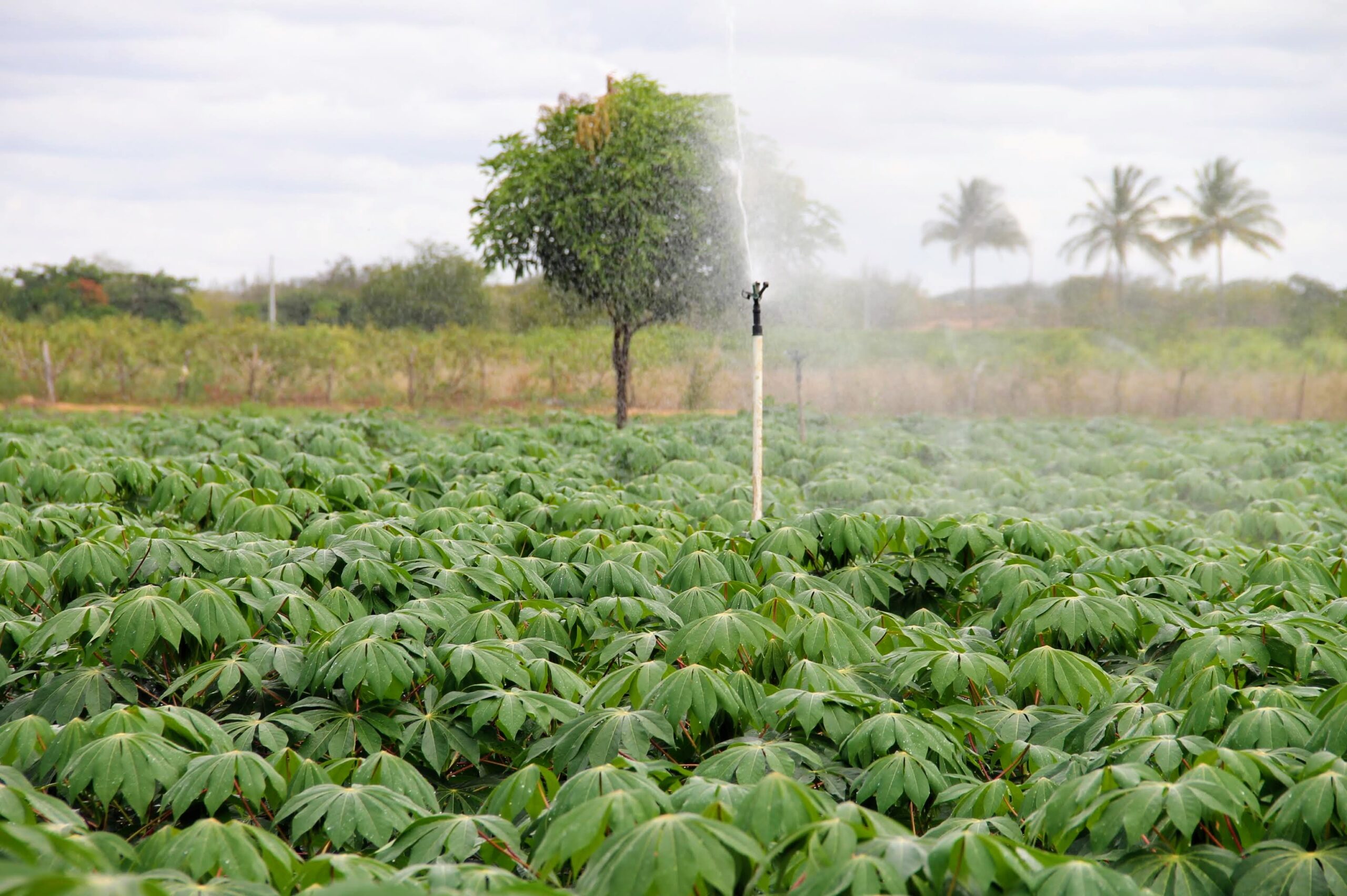Produção de macaxeira da irrigação pública estadual para período junino cresceu 11%
